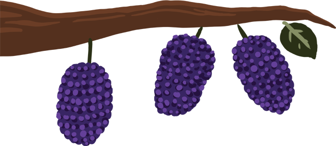 mulberry berries resemble a slender blackberry