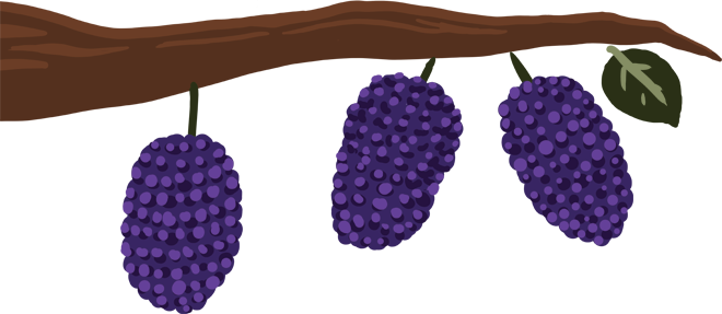 Mulberries