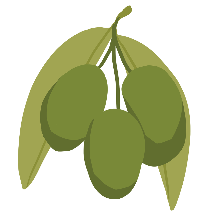 pawpaw fruits are rounded to oval-shaped fruit with a green skin