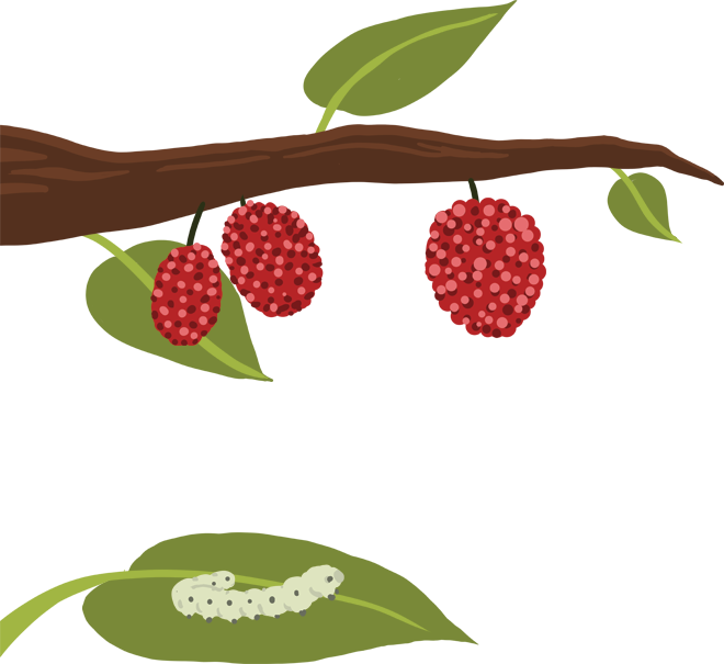 Chinese Mulberry or che looks like a raspberry, a red fruit made up of many small, rounded segments