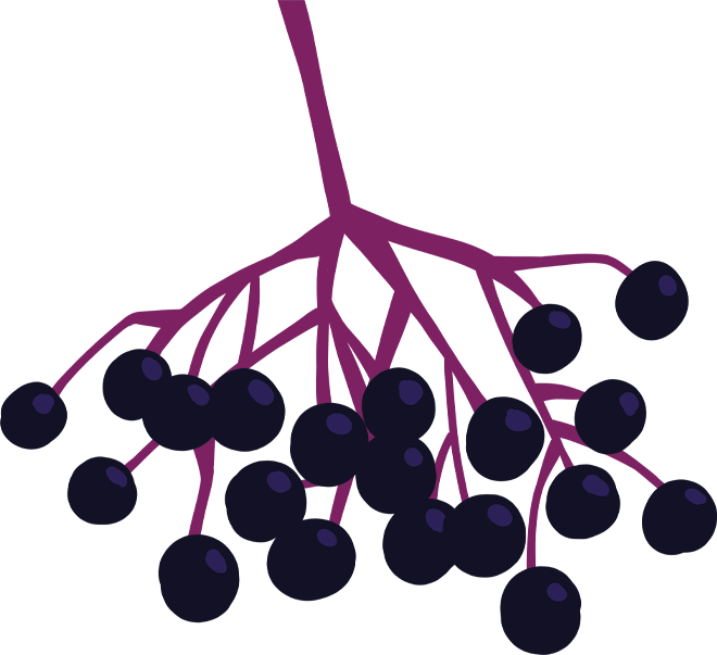 Elderberry is a dark blue or purple fruit that grows bunched together on thin branches