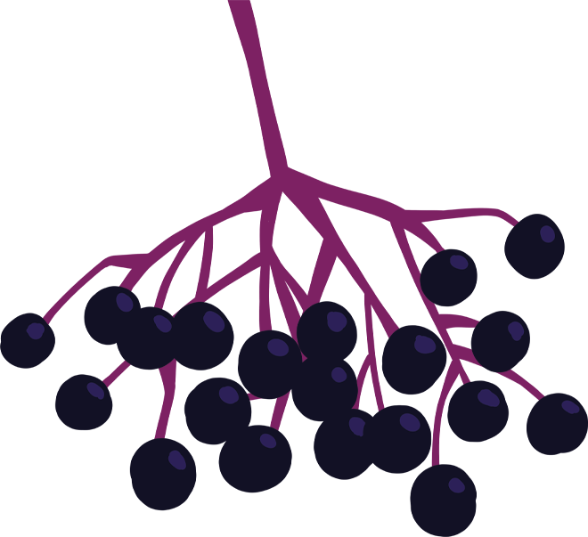 Elderberries