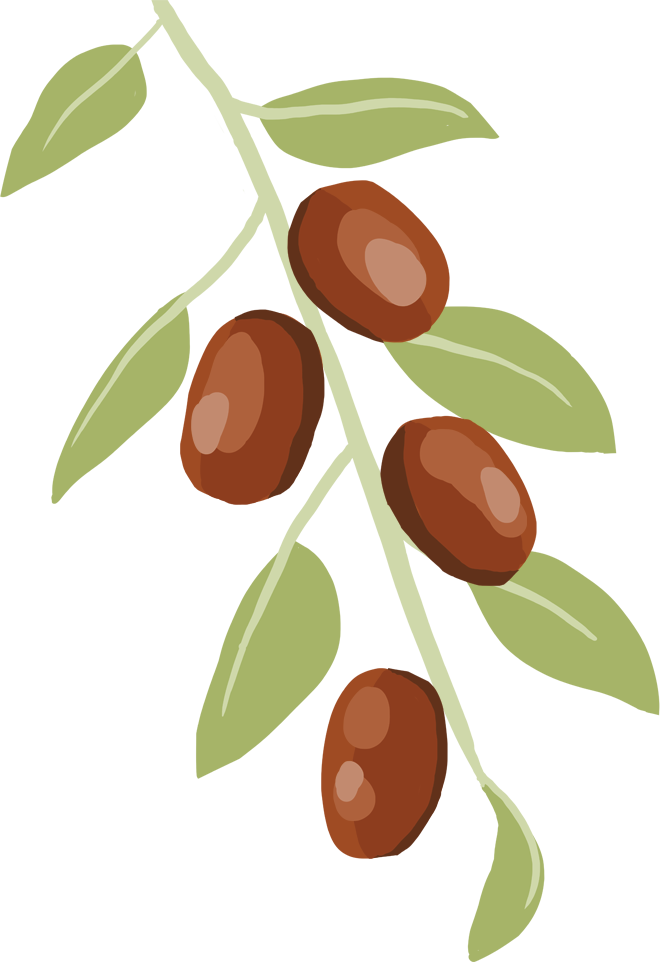 The jujube is plum-sized fruit with a skin that turns brown when ripe