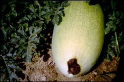 Watermelon with an area of rotting tissue at the end