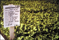 Watermelon transplants in a greenhouse, with a sign marking them as Georgia inspected.