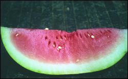 Slice of seedless watermelon