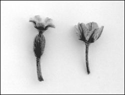 Female and male watermelon flowers. The female flower has a bud below the flower that the male flower lacks.