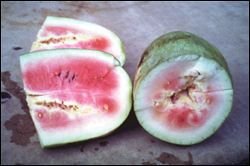 Watermelons cut open to show HH and WH fruit inside. The flesh of the fruit is discolored and uneven.