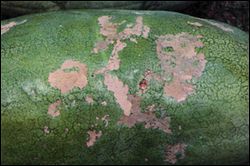 Watermelon fruit with the rind damaged by cutworms