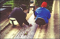 Two people transplanting watermelons