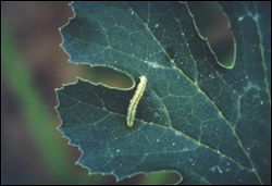 Leaf with a melonworm caterpillar on it