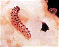Young pickleworm larva
