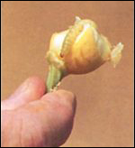 Mature pickleworm larva on a plant bud