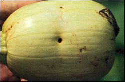Melon with a hole caused by pickleworm damage