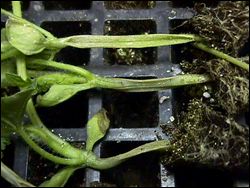 Watermelon stems that have split open.