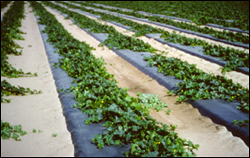 Raised beds covered in plastic mulch with watermelons growing on them