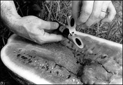 Measuring watermelon sweetness with a hand refractometer