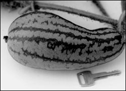 Watermelon shaped like a squash with a key for scale. The watermelon is a little over two keys long.