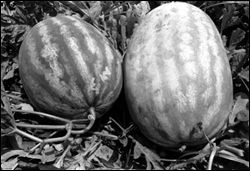 Two watermelons. The one on the right has a brown tendril.