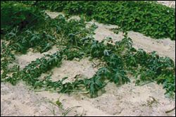 Watermelon plants with fusarium wilt