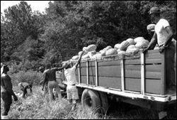 Truck being loaded with watermelons