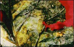 Watermelon leaf with downy mildew