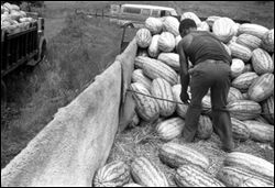 Truck of watermelons with padding to protect the fruit