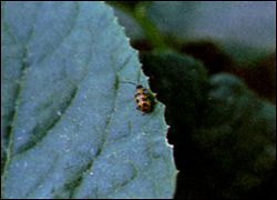 Spotted cucumber beetle on a leaf