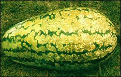 Watermelon fruit with watermelon mosaic virus