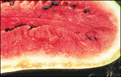 Cross section of a watermelon fruit with rind necrosis