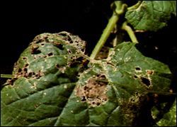 Leaves damaged by cucumber beetles