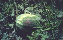 Watermelon fruit with watermelon fruit blotch