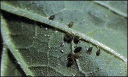 Underside of a leaf with a colony of aphids on it