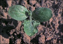 Seedling damaged by thrips