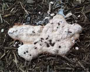 plasmodium slime mold