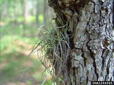 Long stems growing from tree bark