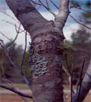 Figure 5. Lichens obtain water and nutrients from air and the microbes on bark.