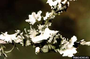 Lichen on a declining tree.