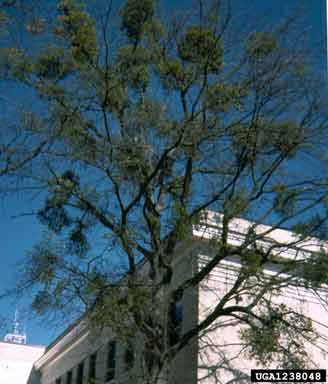 Heavy mistletoe infestation on a tree.