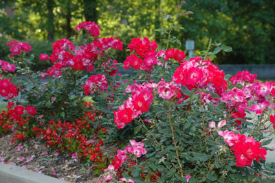 knock-out rose bush