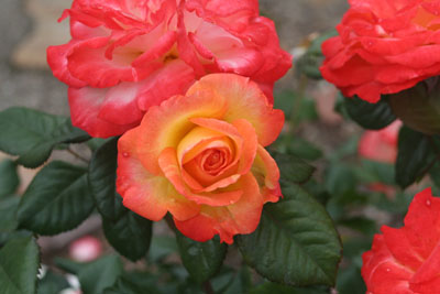 hybrid tea rose with yellow to pink petals
