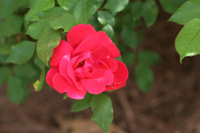 pink hybrid tea rose