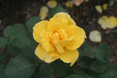 yellow hybrid tea rose