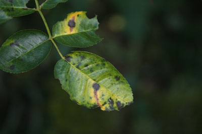 black spot disease on rose leaves