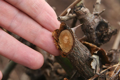 cut rose stem with uneven bark around the cut