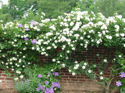 climbing rose on a wall