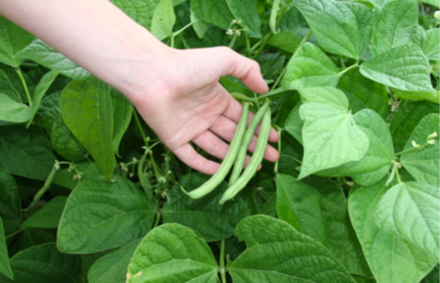 Green Beans Plant Growing