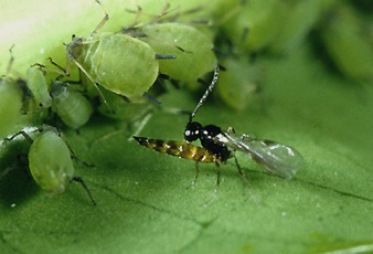 Aphid wasp adult emerging from aphid mummy.