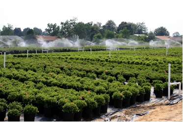 Blocks of azalea plants being irrigated