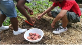 digging potatoes